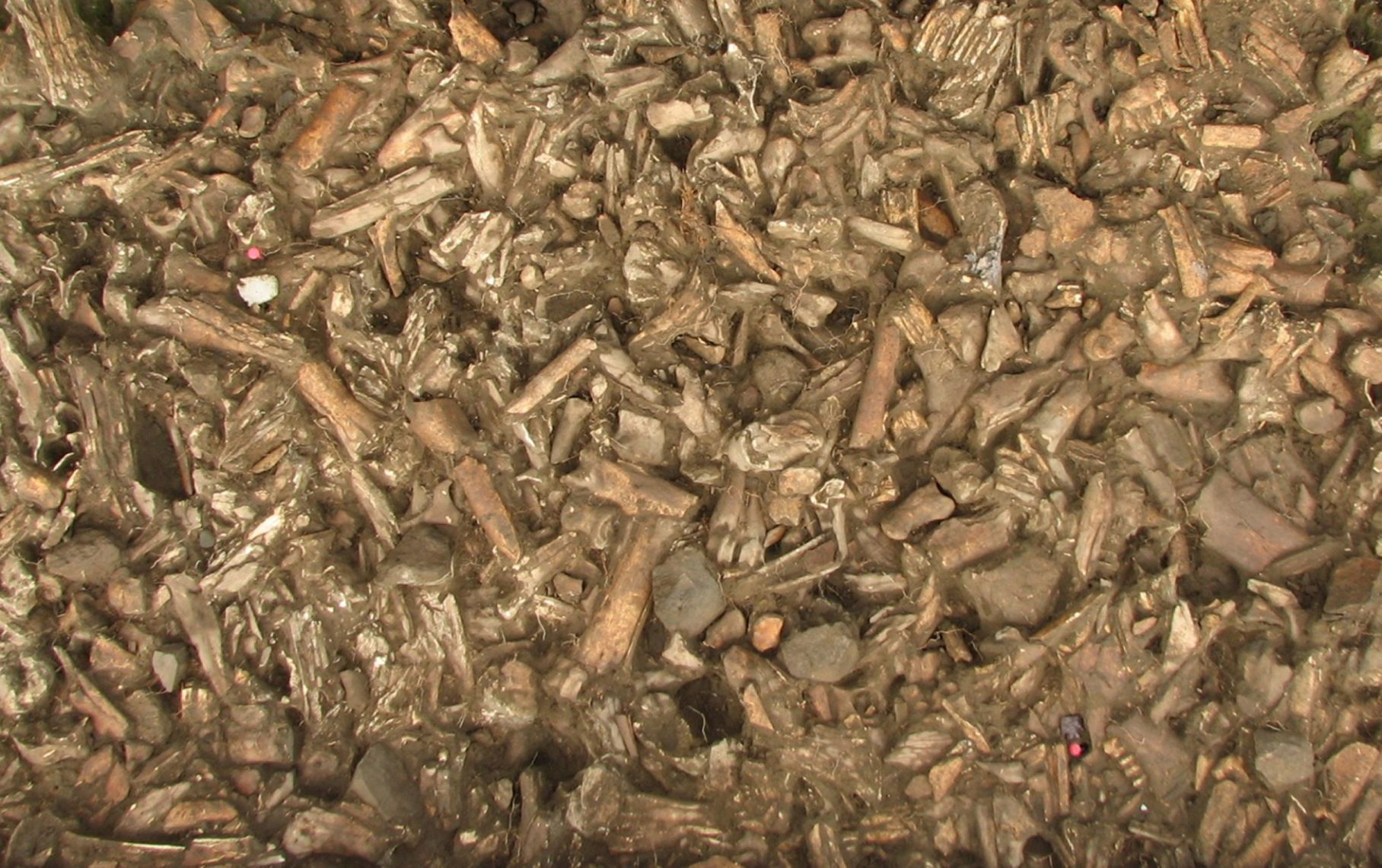 Bison bones